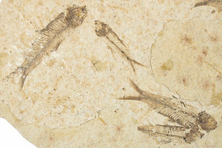 Fossil Fish (Knightia) Mortality Plate - Wyoming #339054